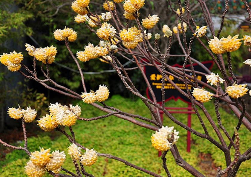 探春花怎么养护，探春花的养殖方法和注意事项