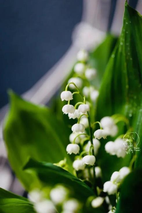 铃兰花的花语是什么，铃兰花的寓意和象征