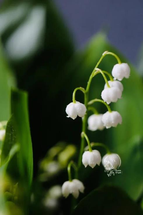 铃兰花的花语是什么，铃兰花的寓意和象征