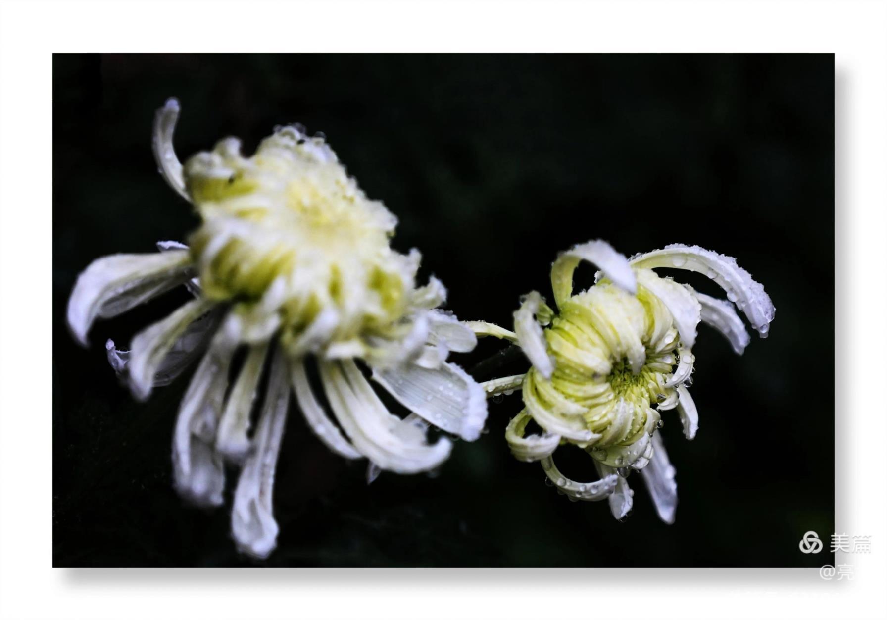 菊花的特点和品质是什么，了解菊花的象征意义