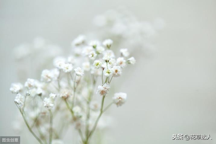 满天星的花语寓意及传说，有关满天星代表的意义