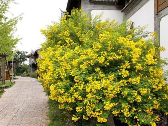 黄花槐是常绿还是落叶植物，有关黄花槐的特点介绍