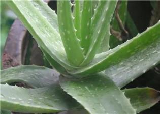 怎样给芦荟浇水，芦荟浇水的正确方法