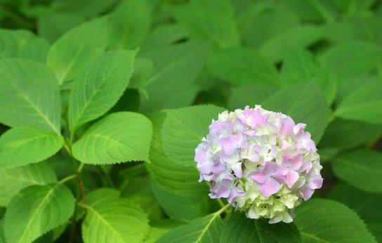 八仙花花期多长时间，关于八仙花开花的季节