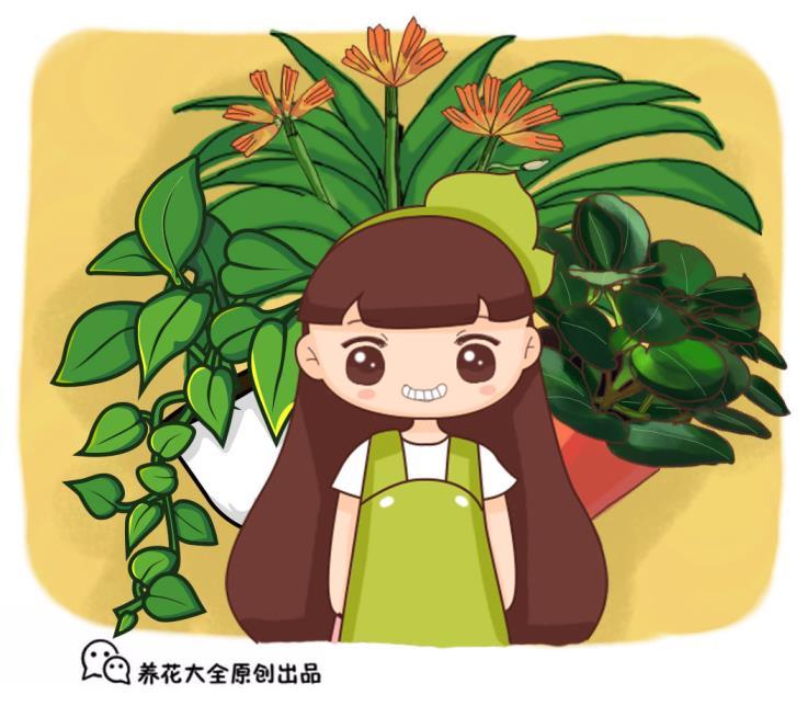 水培滴水观音怎么养才能更旺盛，水培植物的小妙招