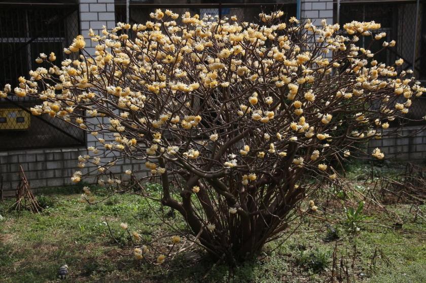 结香花怎么养才能开花，了解结香花种植方法