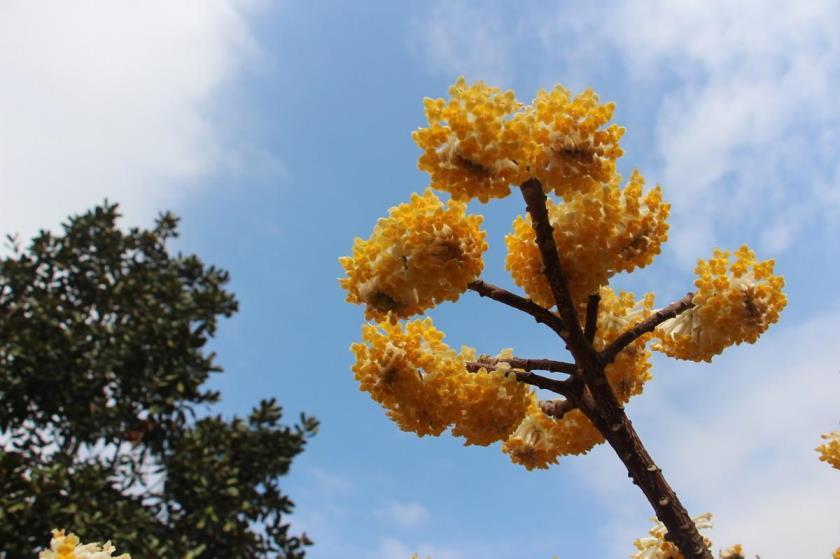 结香花怎么养才能开花，了解结香花种植方法