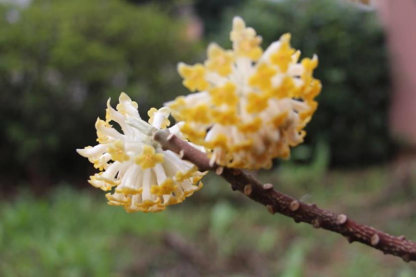 结香花怎么养才能开花，了解结香花种植方法