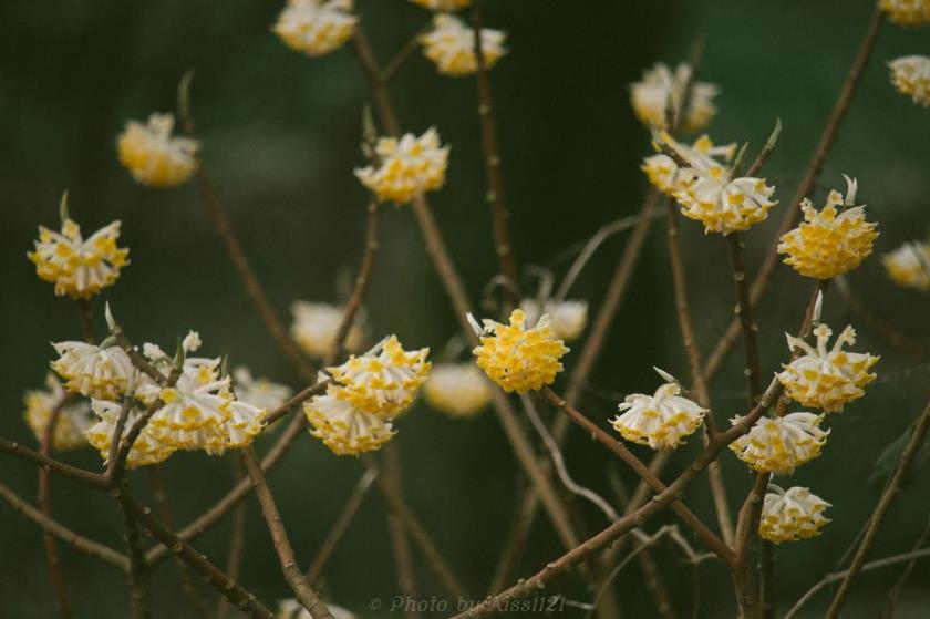 结香花怎么养才能开花，了解结香花种植方法