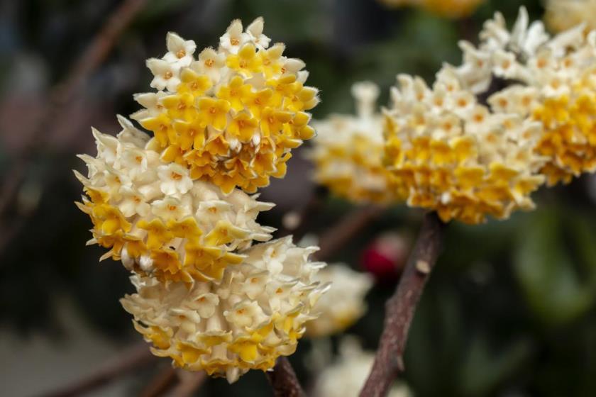 结香花怎么养才能开花，了解结香花种植方法