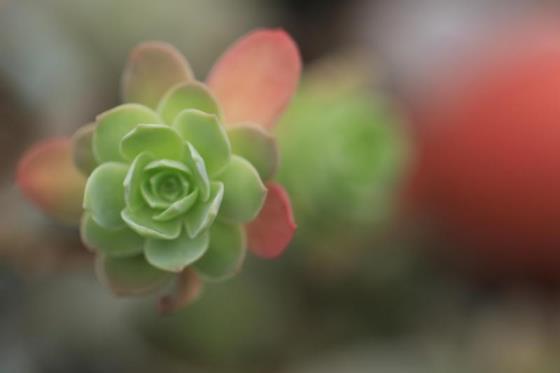 景天科植物的特点是什么，红景天图片植物的相关知识