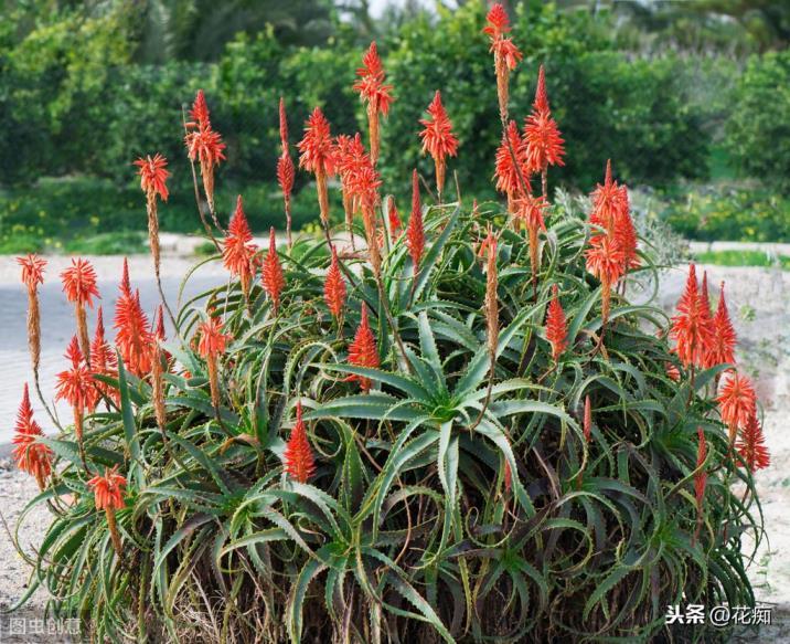 冬季芦荟开花什么预兆，关于芦荟开花过程