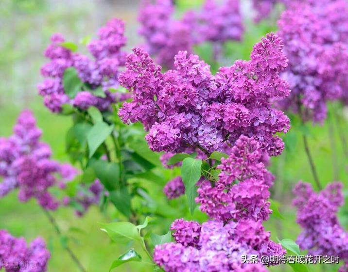 丁香花的花语和寓意是什么，描述丁香花的真正含义