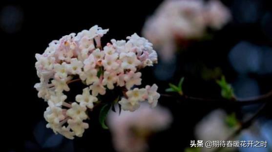 丁香花的花语和寓意是什么，描述丁香花的真正含义