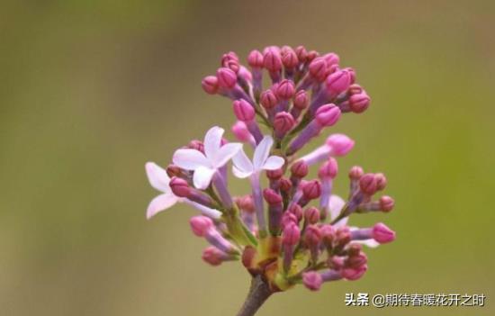 丁香花的花语和寓意是什么，描述丁香花的真正含义