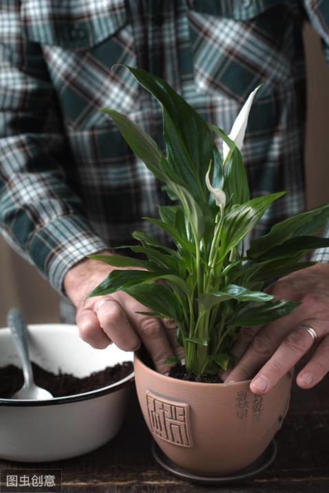 绿巨人花卉养殖方法，绿巨人植物的养法