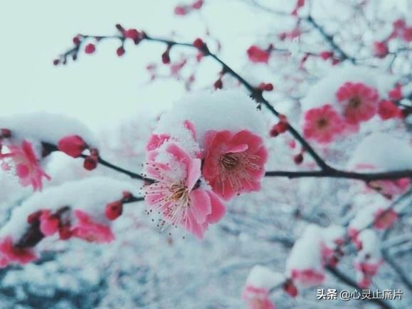 春夏秋冬的花各有哪些，四季最有代表性的花推荐