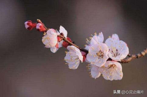 春夏秋冬的花各有哪些，四季最有代表性的花推荐