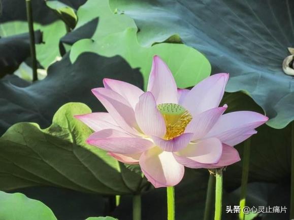 春夏秋冬的花各有哪些，四季最有代表性的花推荐