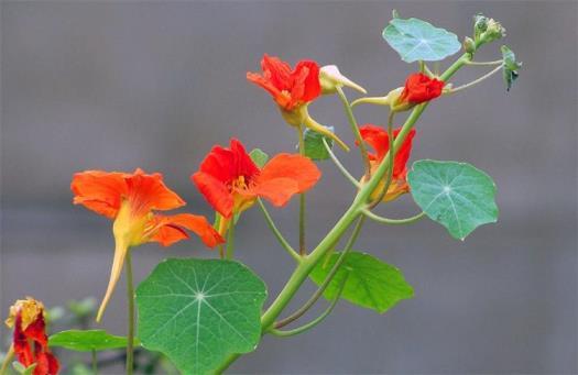 秋天盛开的花是什么花，秋天开的常见的花