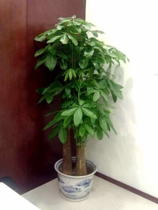 怎样养好发财树植物，教你养发财树的技巧