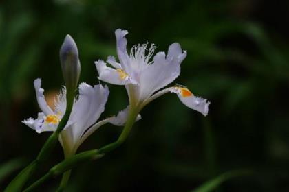 象征友谊的花朵有哪些，花语代表友谊的花介绍