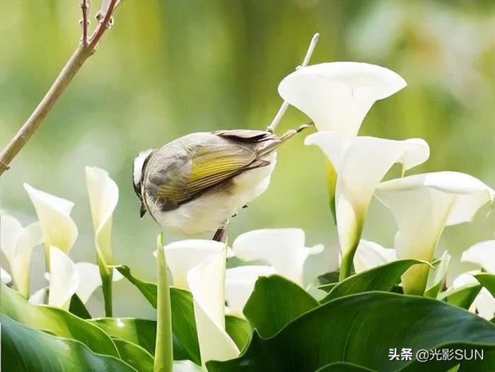 海芋花花语是什么，有关海芋花的寓意及象征