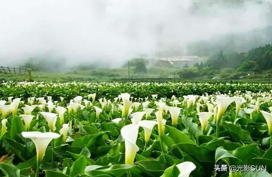 海芋花花语是什么，有关海芋花的寓意及象征