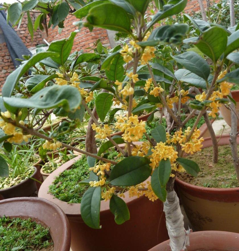 盆栽桂花树怎么养才长得好，种植桂花树的步骤