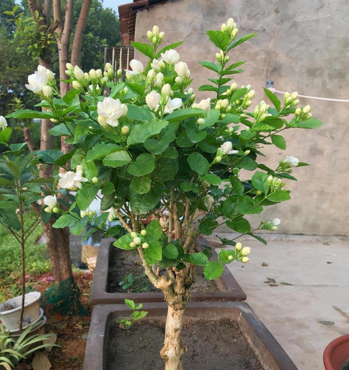 冬季开花植物大全及图片，冬天开花的草本植物介绍