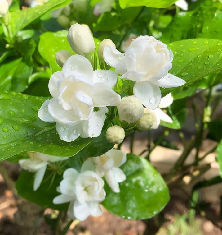 冬季开花植物大全及图片，冬天开花的草本植物介绍