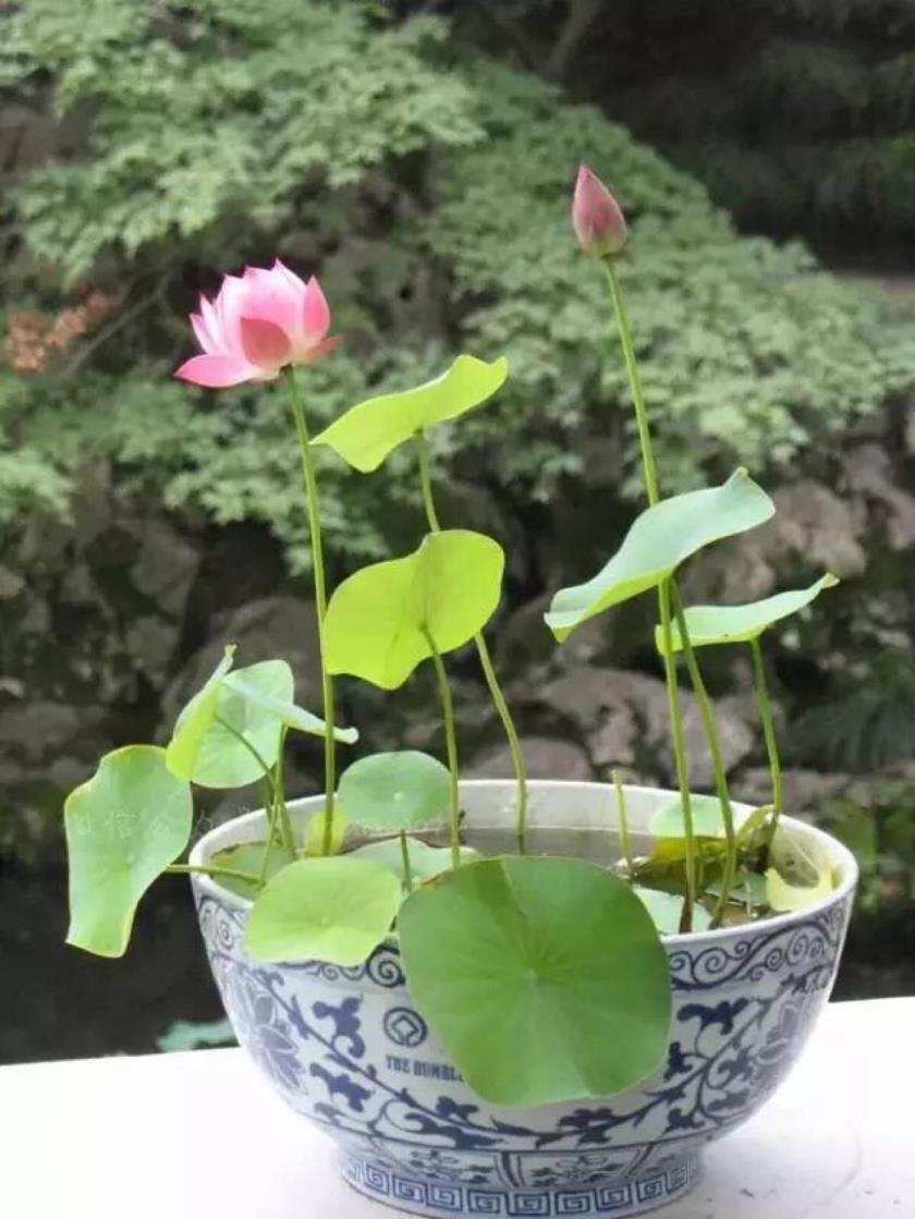 碗莲什么时候开花，有关碗莲花期简介