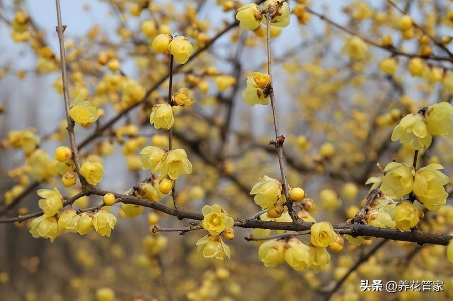 12月开什么花，十二月的代表花介绍