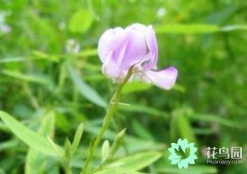 跳舞草种子怎么种，跳舞草的种植注意事项