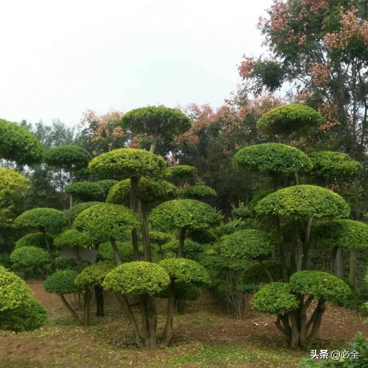 小叶女贞球怎么种植，小叶女贞移栽注意事项