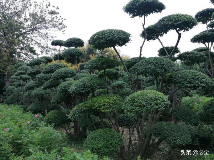 小叶女贞球怎么种植，小叶女贞移栽注意事项