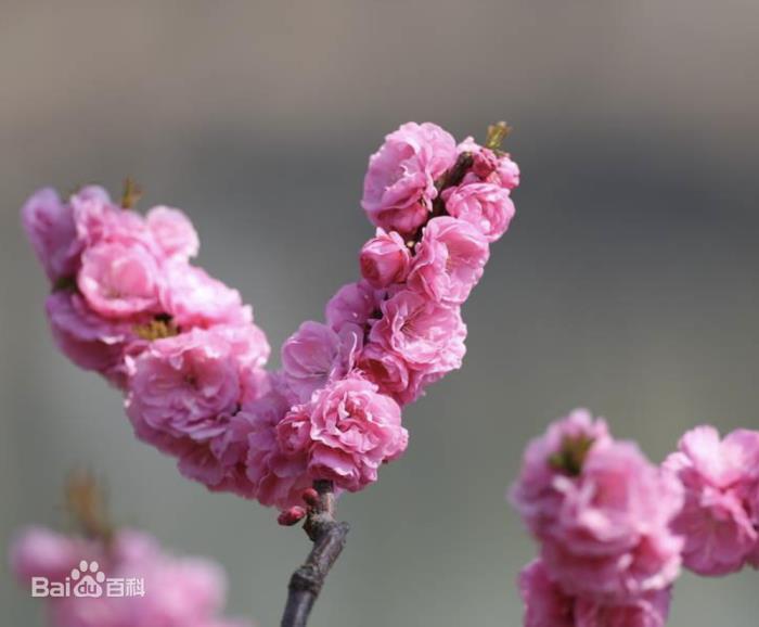 秋天开的花有哪些图片和名字，最常见的秋季花卉大全