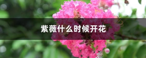 紫薇什么时候开花，有关紫薇花期简介