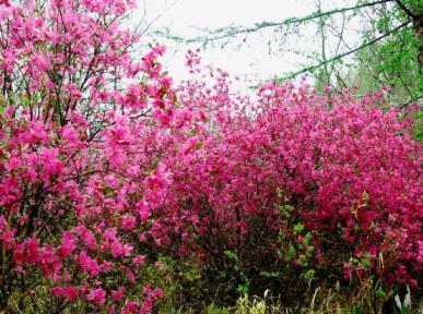 杜鹃花的花语是什么，杜鹃花的寓意和象征