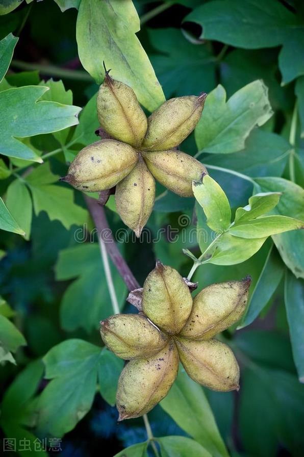 牡丹花种子什么时候种植，牡丹花种植方法讲解