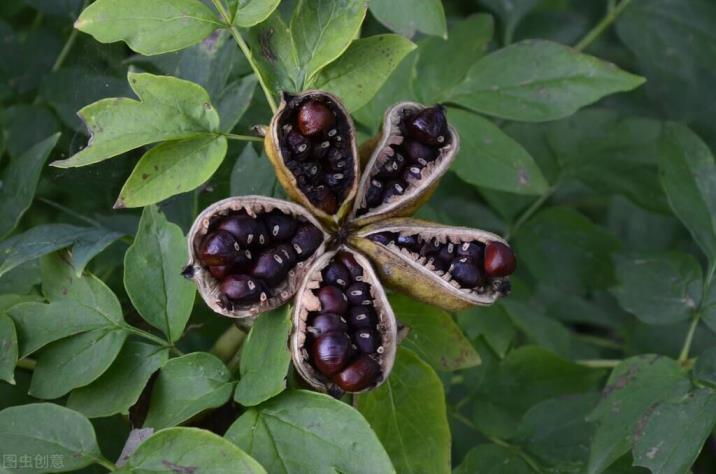 牡丹花种子什么时候种植，牡丹花种植方法讲解