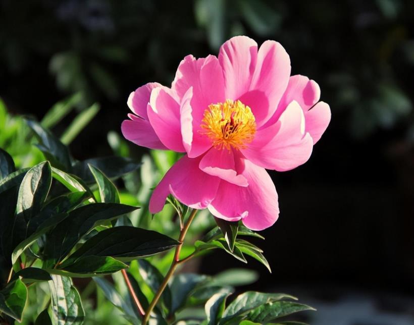 芍药怎么种植，详解芍药花栽培技术