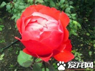 月季花是什么颜色的，月季花最常见的颜色大全