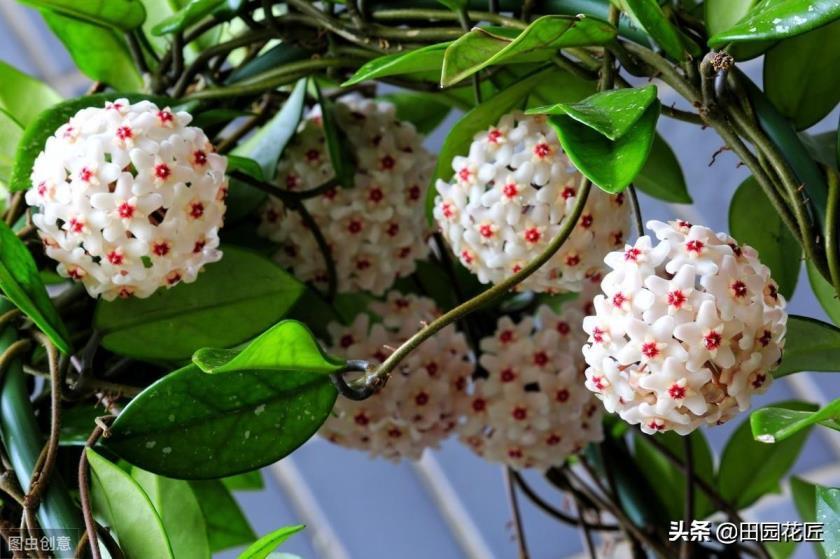 球兰什么季节开花，球兰快速开花的小窍门