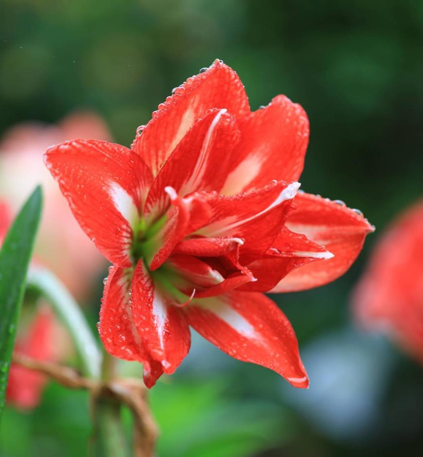 适合室外种植的花卉有哪些，最值得入手的庭院花朵