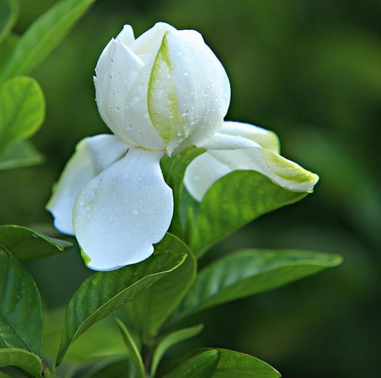 适合室外种植的花卉有哪些，最值得入手的庭院花朵