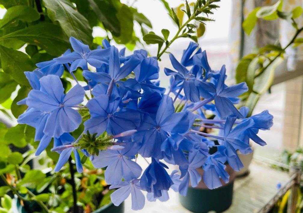 适合室外种植的花卉有哪些，最值得入手的庭院花朵