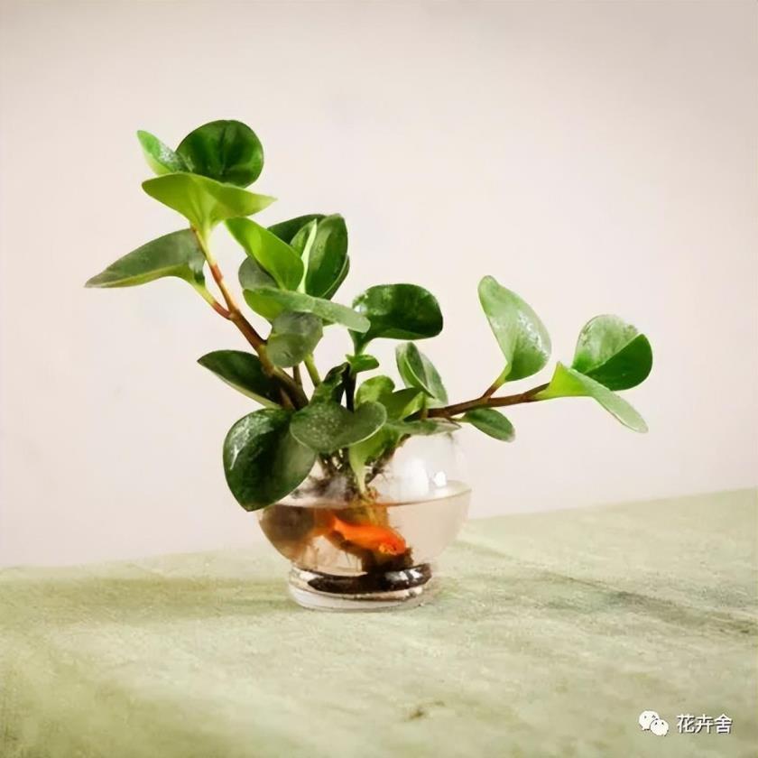 水养植物都有哪些，可长期养的水培植物