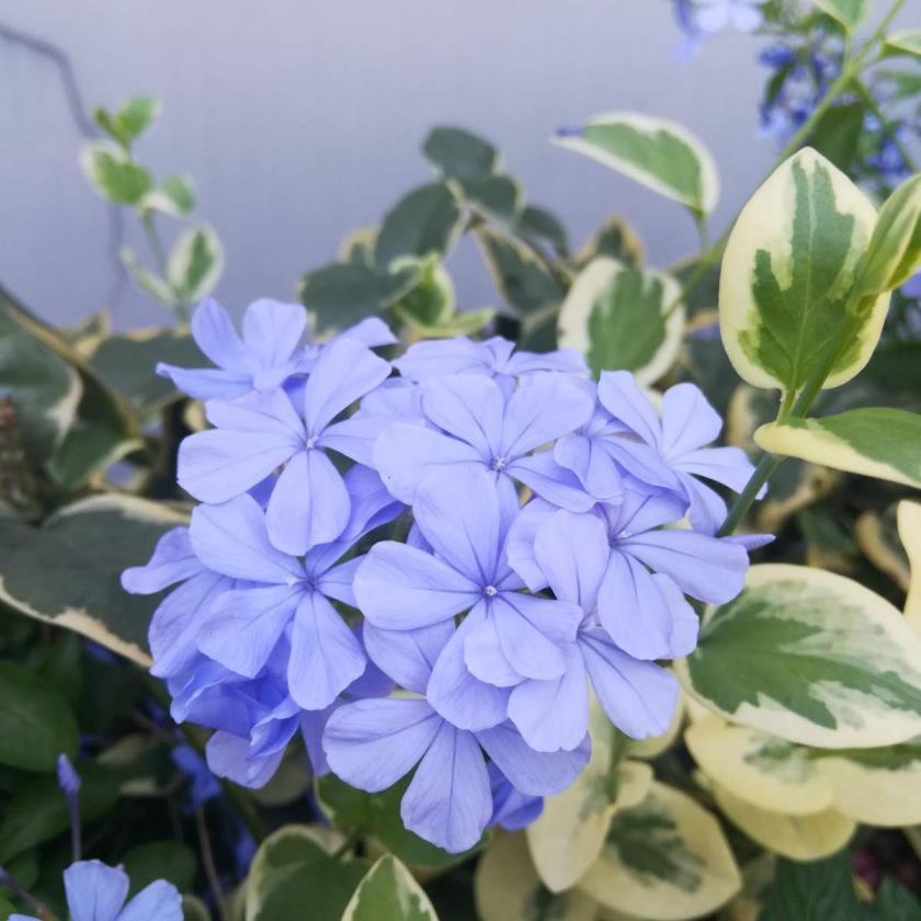 开蓝色花的花卉有哪些品种，了解蓝色花卉大全花名