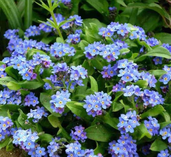 开蓝色花的花卉有哪些品种，了解蓝色花卉大全花名